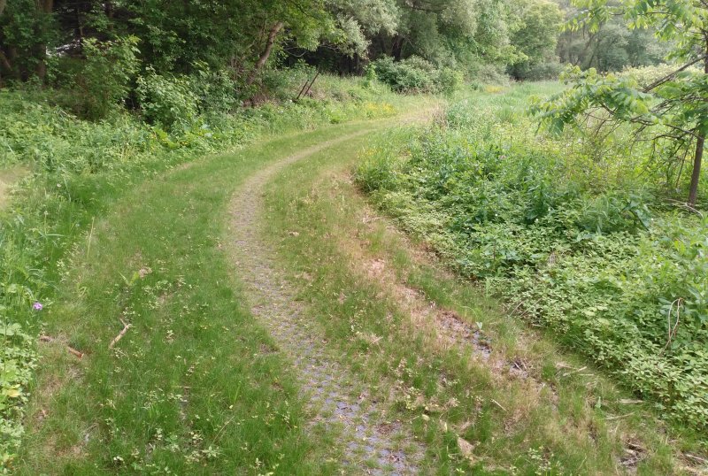 Wetlands Path